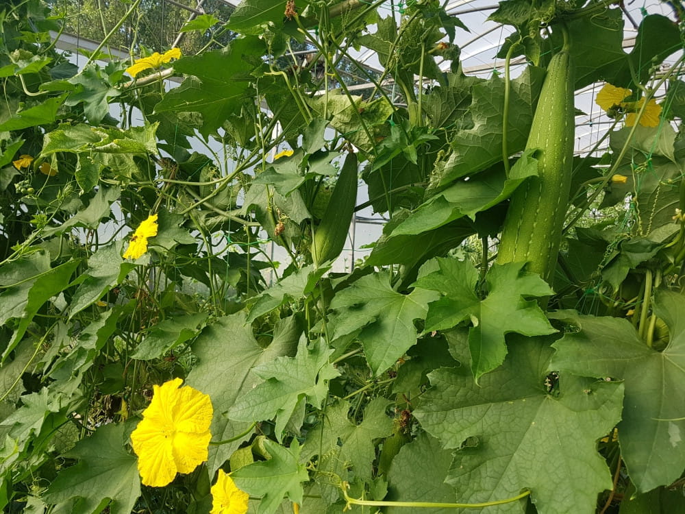 Semillas ecológicas de luffa (Luffa cylindrica) - Imagen 5