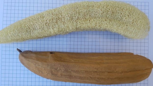 Semillas ecológicas de luffa (Luffa cylindrica) - Imagen 3