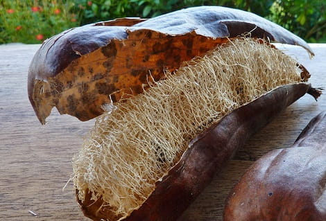 Semillas ecológicas de luffa (Luffa cylindrica) - Imagen 2